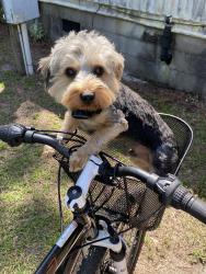Lost Male Dog last seen Eutaw Rd, Eutawville, SC 29048