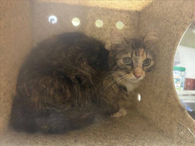 Shelter Stray Female Cat last seen , 1601 Eubanks Rd, Chapel Hill, NC 27516, USA