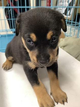 Shelter Stray Female Dog last seen Near Avenue N, East District, TX, 355 Hillshire Dr, Haslet, TX 76052, USA