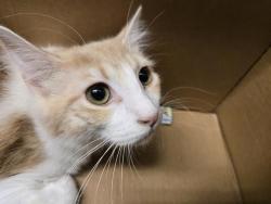 Shelter Stray Female Cat last seen Near BLOCK SMITH DR, ENUMCLAW WA 98022 5092, 21615 64th Ave S, Kent, WA 98032, USA
