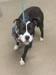 Shelter Stray Male Dog last seen Near Alston Dr, Atlanta, GA 30317, 30317, GA, 3280 Chamblee Dunwoody Rd, Chamblee, GA 30341, USA