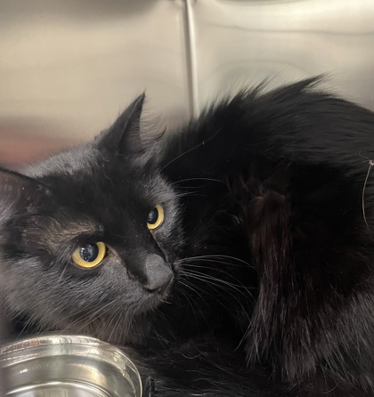 Shelter Stray Female Cat last seen Blue Stem Avenue, Keller, TX, 330 Rufe Snow Dr, Keller, TX 76248, USA