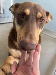 Shelter Stray Male Dog last seen S Peach Ave & E Lincoln Ave, Fresno Zone Fresno CO 3 93725, CA, 1510 W Dan Ronquillo Dr, Fresno, CA 93706, USA