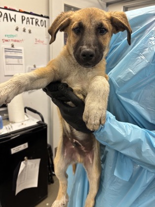 Shelter Stray Male Dog last seen S Chestnut Ave & S Golden State Blvd, Fresno Zone Fresno CO 3 93725, CA, 1510 W Dan Ronquillo Dr, Fresno, CA 93706, USA