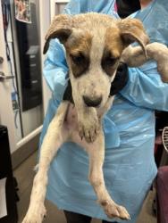 Shelter Stray Male Dog last seen S Chestnut Ave & S Golden State Blvd, Fresno Zone Fresno CO 3 93725, CA, 1510 W Dan Ronquillo Dr, Fresno, CA 93706, USA