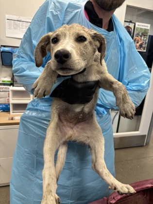 Shelter Stray Male Dog last seen S Chestnut Ave & S Golden State Blvd, Fresno Zone Fresno CO 3 93725, CA, 1510 W Dan Ronquillo Dr, Fresno, CA 93706, USA