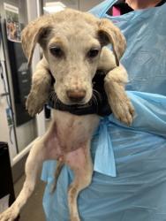 Shelter Stray Female Dog last seen S Chestnut Ave & S Golden State Blvd, Fresno Zone Fresno CO 3 93725, CA, 1510 W Dan Ronquillo Dr, Fresno, CA 93706, USA