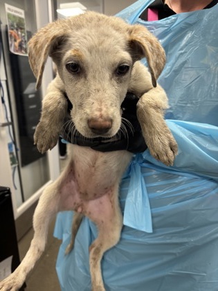 Shelter Stray Female Dog last seen S Chestnut Ave & S Golden State Blvd, Fresno Zone Fresno CO 3 93725, CA, 1510 W Dan Ronquillo Dr, Fresno, CA 93706, USA