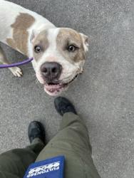 Shelter Stray Female Dog last seen Near UNION ST, Union City, GA, 1251 Fulton Industrial Blvd NW, Atlanta, GA 30336, USA
