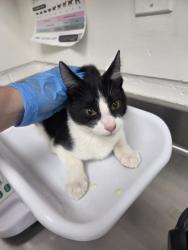 Shelter Stray Male Cat last seen , , CA, 1101 29th Ave, Oakland, CA 94601, USA