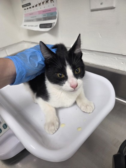 Shelter Stray Male Cat last seen , , CA, 1101 29th Ave, Oakland, CA 94601, USA