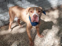 Shelter Stray Male Dog last seen Near Findlay Avenue, BRONX, NY, 10456, 326 E 110th St, New York, NY 10029, USA