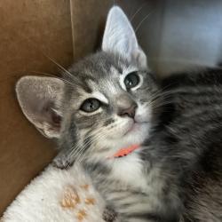 Shelter Stray Female Cat last seen Near Lillian Street, LIVERMORE, CA, 94550, 8323 Baldwin St, Oakland, CA 94621, USA