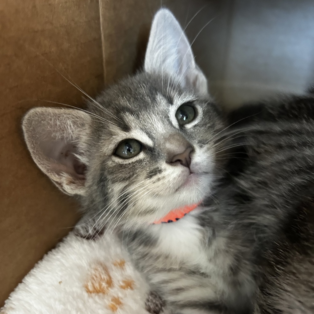 Shelter Stray Female Cat last seen Near Lillian Street, LIVERMORE, CA, 94550, 8323 Baldwin St, Oakland, CA 94621, USA