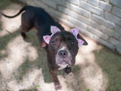 Shelter Stray Female Dog last seen Near 1st Avenue, NEW YORK, NY, 10017, 326 E 110th St, New York, NY 10029, USA