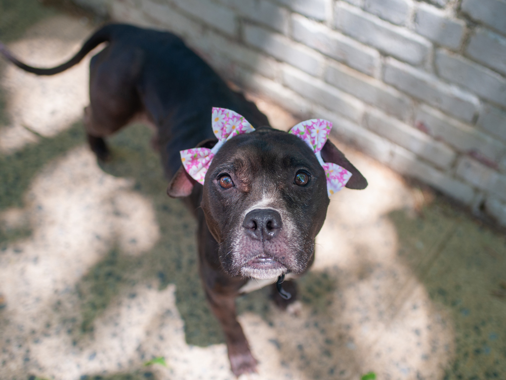 Shelter Stray Female Dog last seen Near 1st Avenue, NEW YORK, NY, 10017, 326 E 110th St, New York, NY 10029, USA