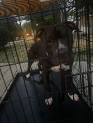Found/Stray Male Dog last seen Wexford neighborhood, High Point, NC 27265