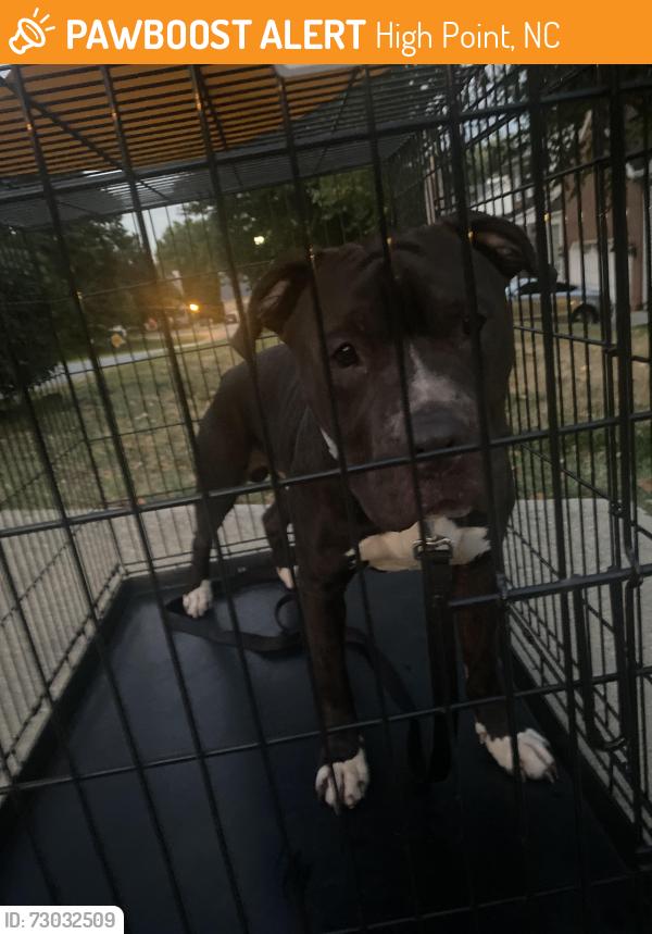 Found/Stray Male Dog last seen Wexford neighborhood, High Point, NC 27265