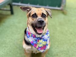 Shelter Stray Female Dog last seen Near Walton Avenue, BRONX, NY, 10453, 326 E 110th St, New York, NY 10029, USA