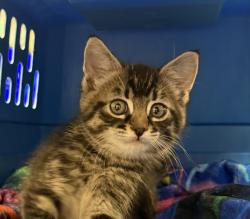 Shelter Stray Male Cat last seen 182nd / Powell, GRESHAM, OR, 97080, 1700 W Historic Columbia River Hwy, Troutdale, OR 97060, USA