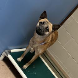 Shelter Stray Female Dog last seen Near Highland Avenue, San Diego, CA, 92105, 5500 Gaines St, San Diego, CA 92110, USA