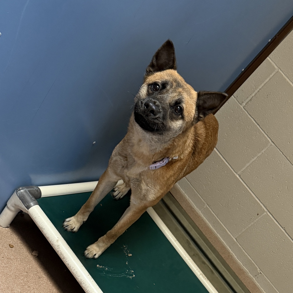 Shelter Stray Female Dog last seen Near Highland Avenue, San Diego, CA, 92105, 5500 Gaines St, San Diego, CA 92110, USA