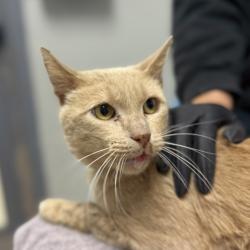 Shelter Stray Male Cat last seen Yard, San Diego, CA, 92114, 5500 Gaines St, San Diego, CA 92110, USA