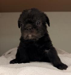 Shelter Stray Female Dog last seen Near Levant, San Diego, CA, 92111, 5500 Gaines St, San Diego, CA 92110, USA