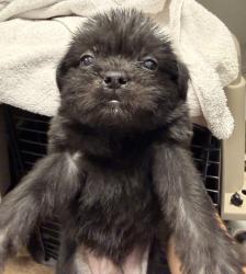 Shelter Stray Male Dog last seen Near Levant, San Diego, CA, 92111, 5500 Gaines St, San Diego, CA 92110, USA