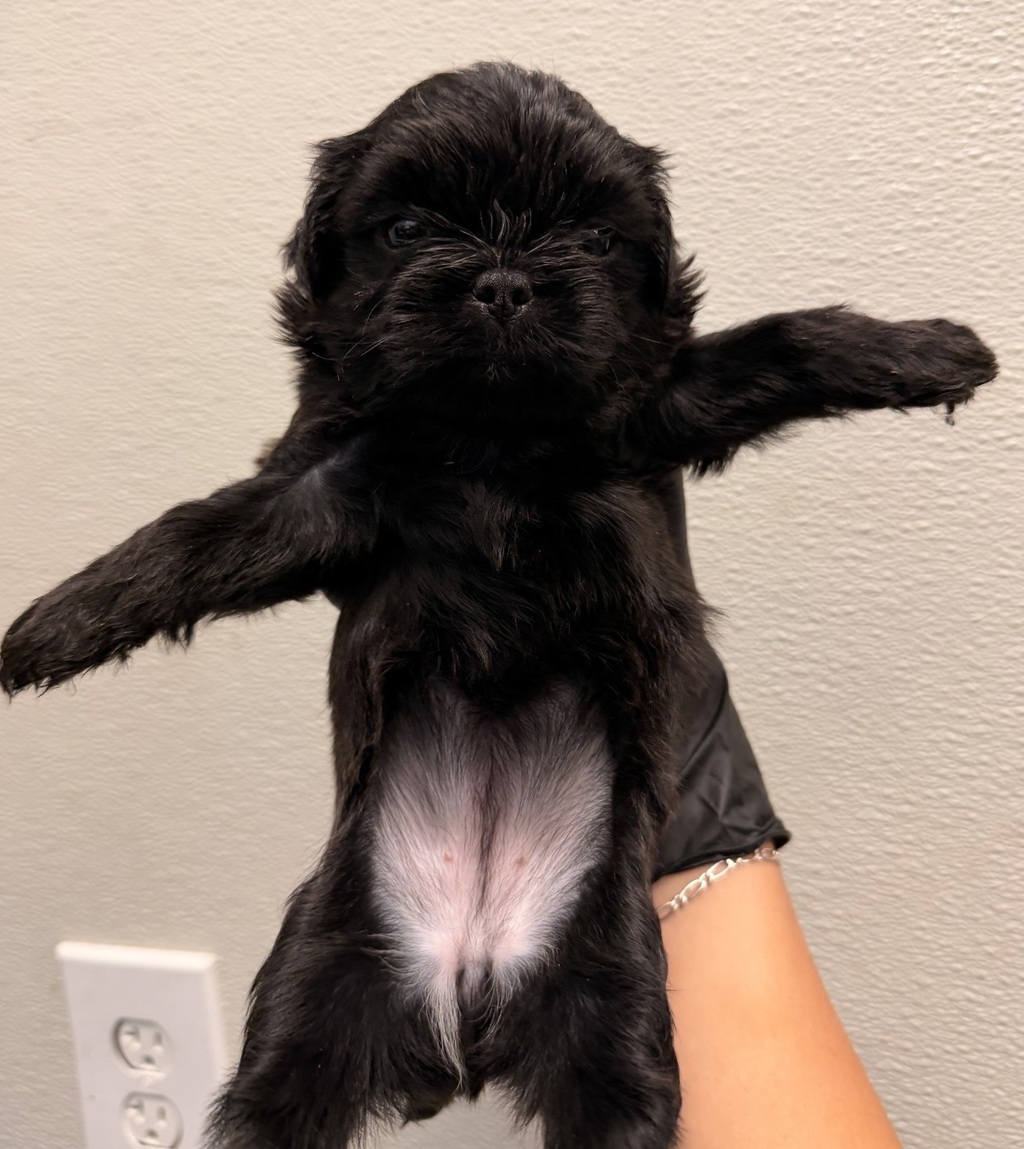 Shelter Stray Female Dog last seen Near Levant, San Diego, CA, 92111, 5500 Gaines St, San Diego, CA 92110, USA