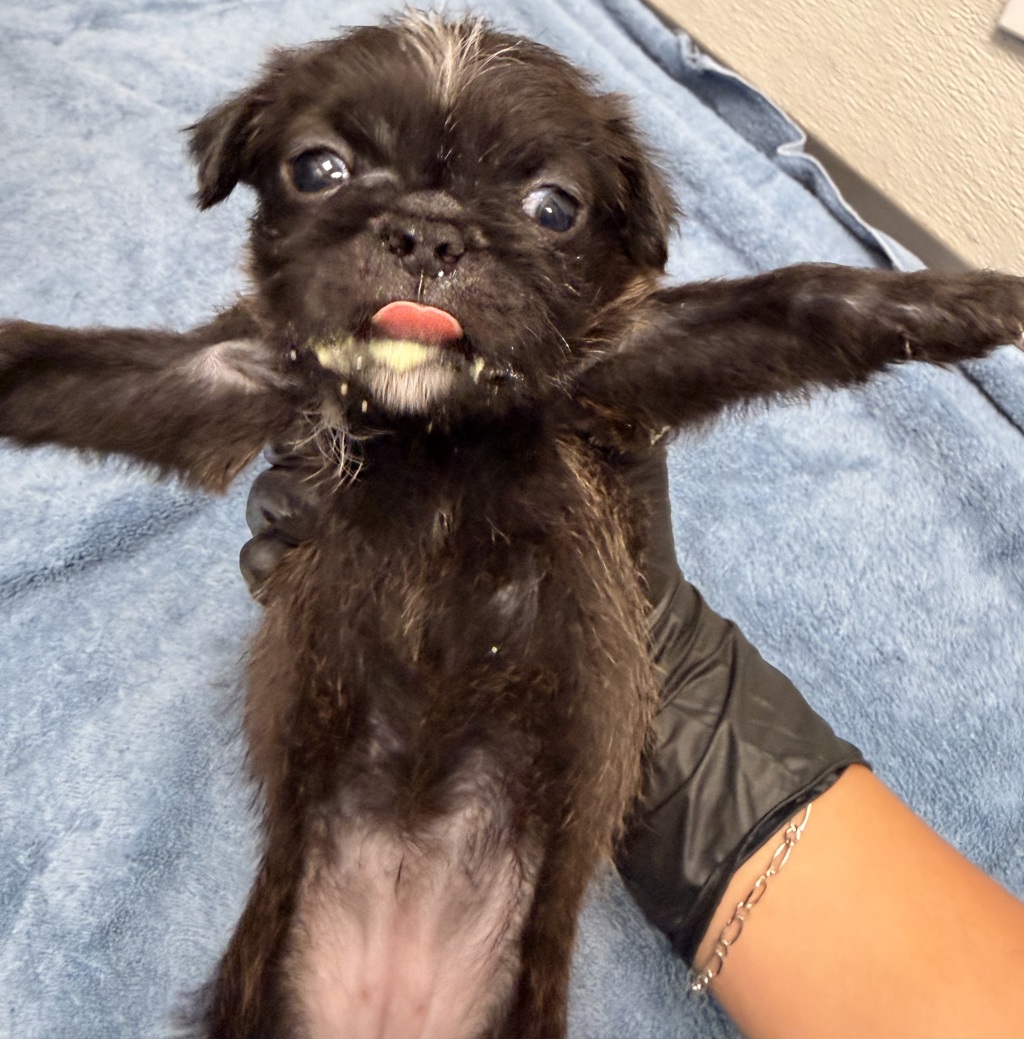 Shelter Stray Female Dog last seen Near Levant, San Diego, CA, 92111, 5500 Gaines St, San Diego, CA 92110, USA