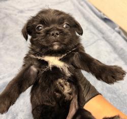 Shelter Stray Female Dog last seen Near Levant, San Diego, CA, 92111, 5500 Gaines St, San Diego, CA 92110, USA