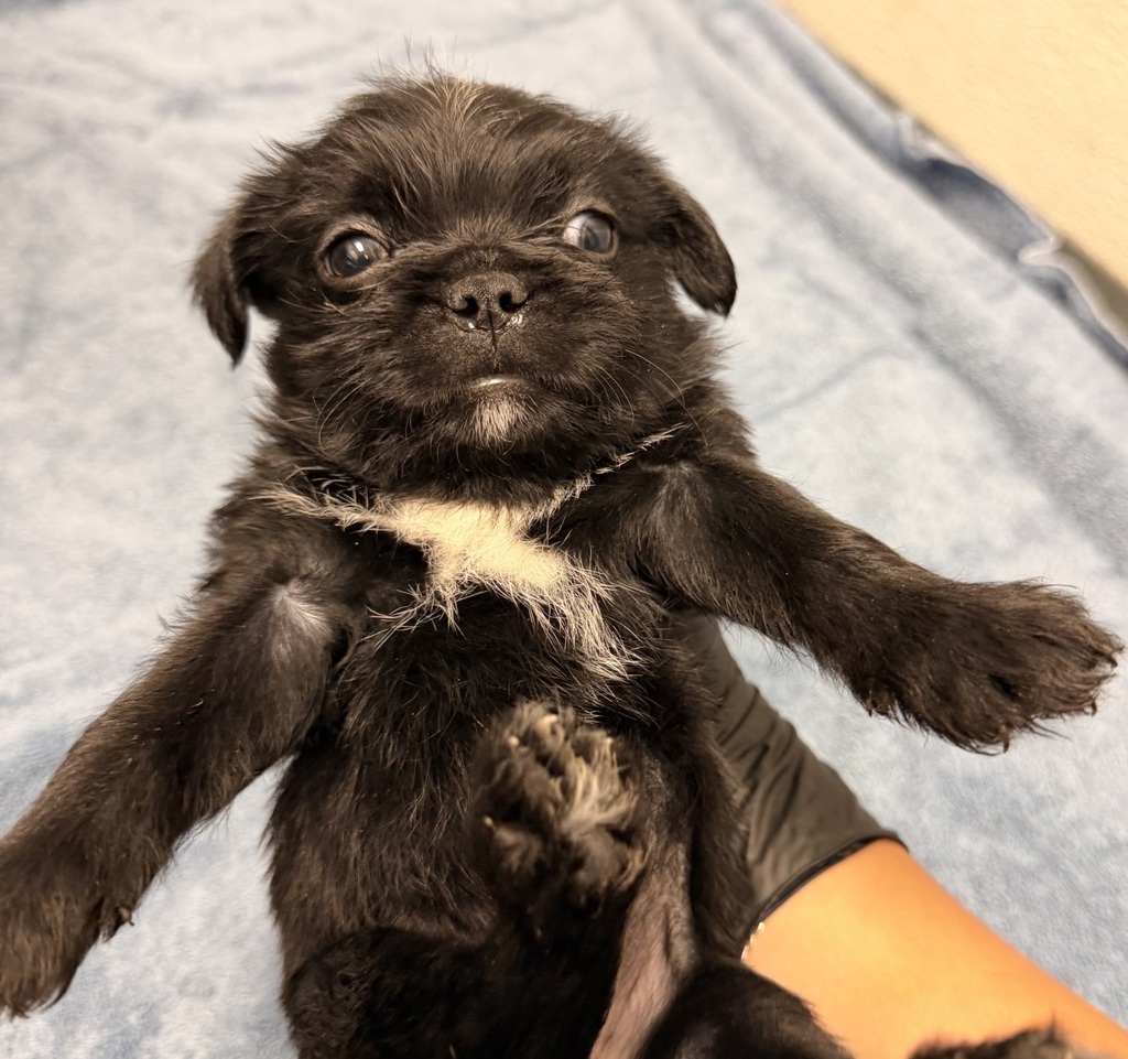 Shelter Stray Female Dog last seen Near Levant, San Diego, CA, 92111, 5500 Gaines St, San Diego, CA 92110, USA