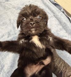 Shelter Stray Female Dog last seen Near Levant, San Diego, CA, 92111, 5500 Gaines St, San Diego, CA 92110, USA