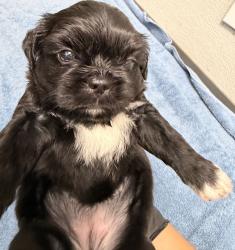 Shelter Stray Male Dog last seen Near Levant, San Diego, CA, 92111, 5500 Gaines St, San Diego, CA 92110, USA