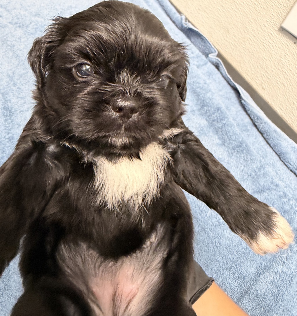 Shelter Stray Male Dog last seen Near Levant, San Diego, CA, 92111, 5500 Gaines St, San Diego, CA 92110, USA