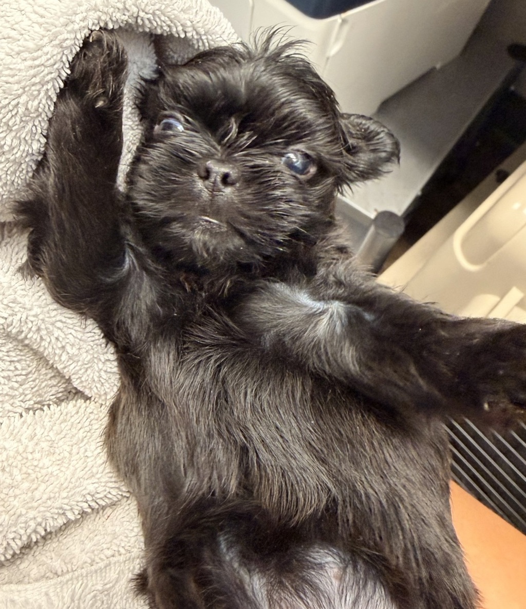 Shelter Stray Female Dog last seen Near Levant, San Diego, CA, 92111, 5500 Gaines St, San Diego, CA 92110, USA