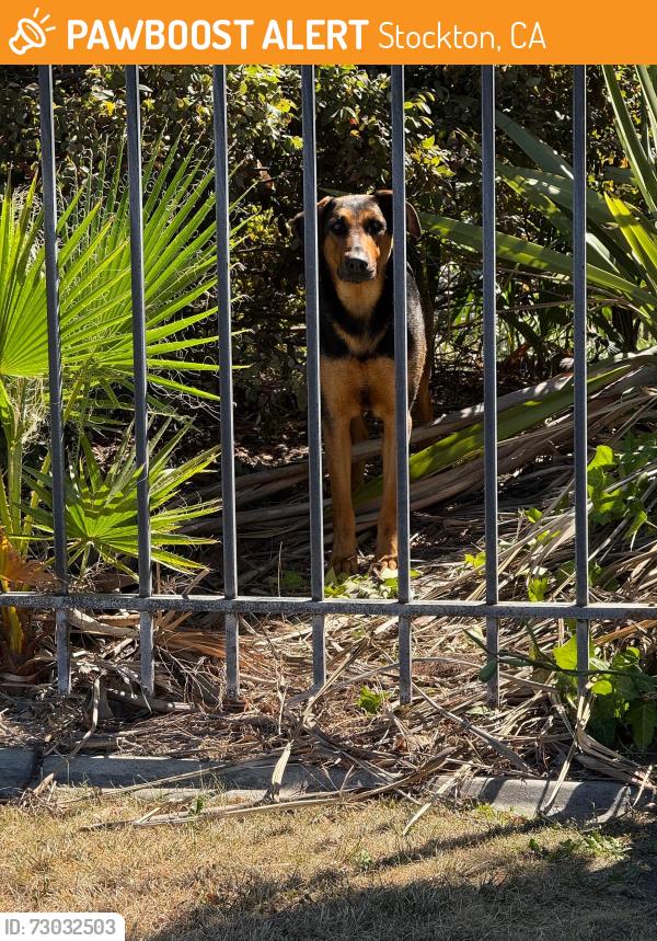 Found/Stray Female Dog last seen Spotted at the company parking lot of Cozad Trailers , Stockton, CA 95215