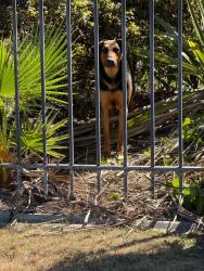 Found/Stray Female Dog last seen Spotted at the company parking lot of Cozad Trailers , Stockton, CA 95215