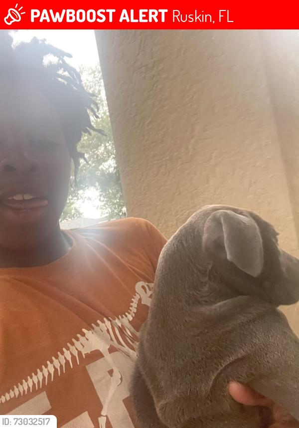 Lost Male Dog last seen Roanoke springs Dr, Ruskin, FL 33570
