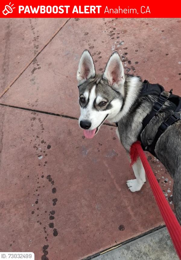 Lost Male Dog last seen Beach/Ball, Garden Grove Blvd, , Anaheim, CA 92804
