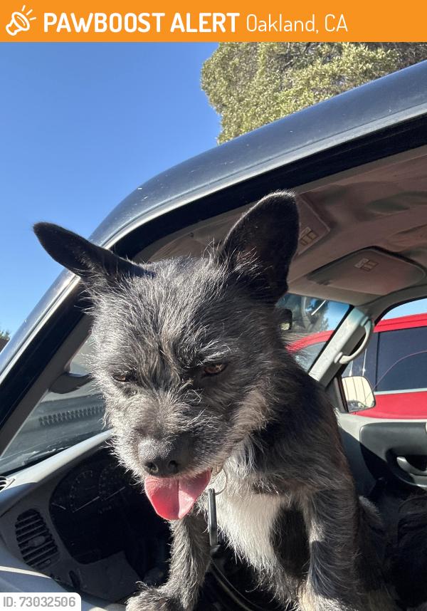 Found/Stray Male Dog last seen Graceland Bible Church, Oakland, CA 94611