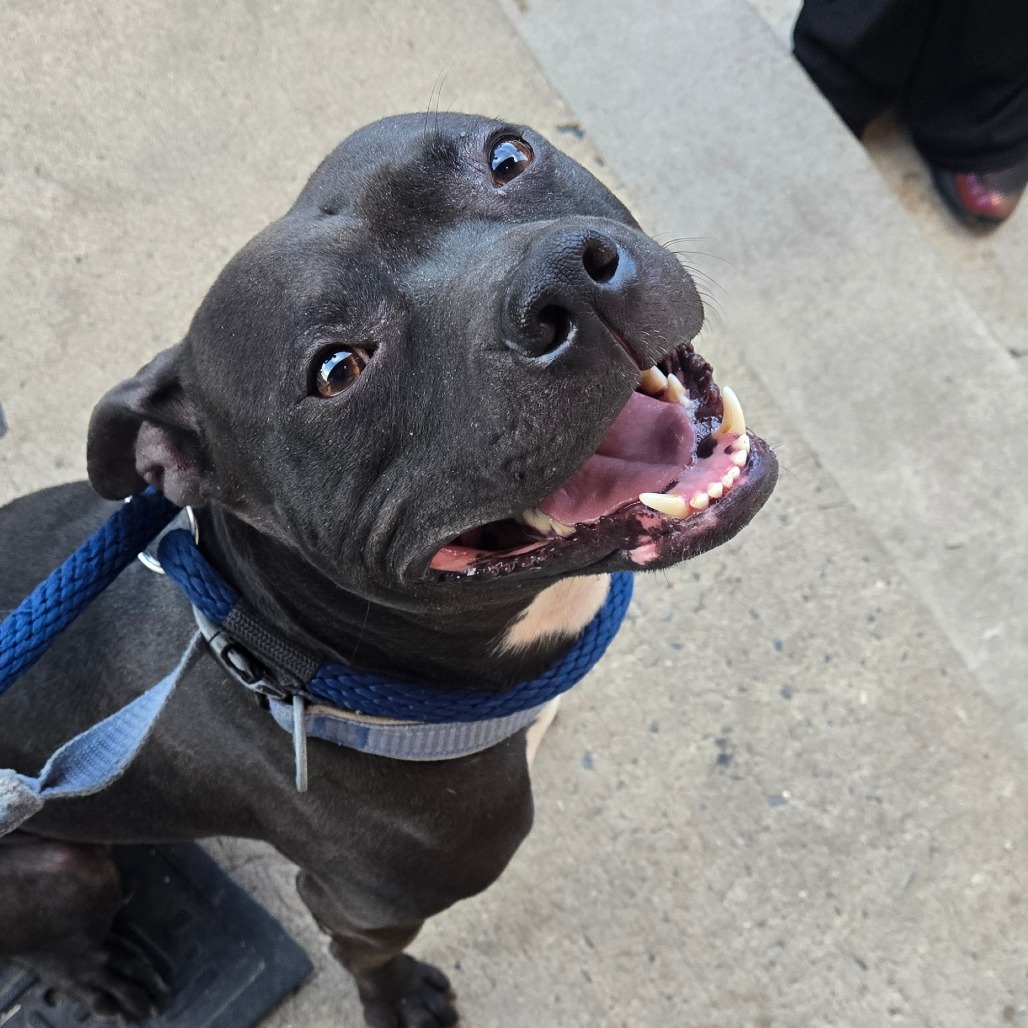 Shelter Stray Male Dog last seen , Animal Care & Control Team of Philly, 111 W Hunting Park Ave, Philadelphia, PA 19140, USA