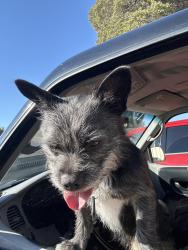 Found/Stray Male Dog last seen Graceland Bible Church, Oakland, CA 94611