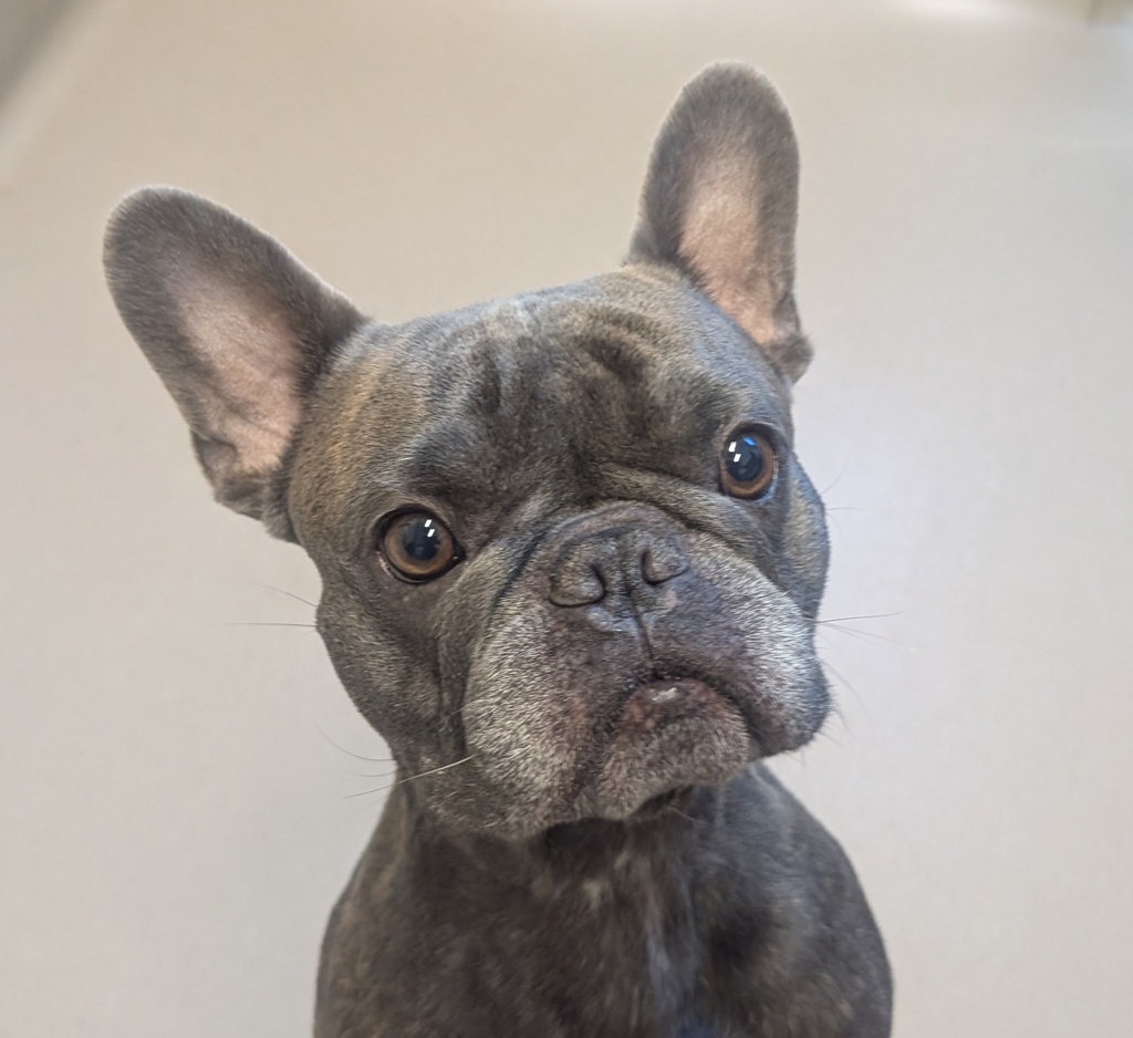 Shelter Stray Male Dog last seen Near S Marshall Avenue, El Cajon, CA, 92020, El Cajon, CA 92020, USA