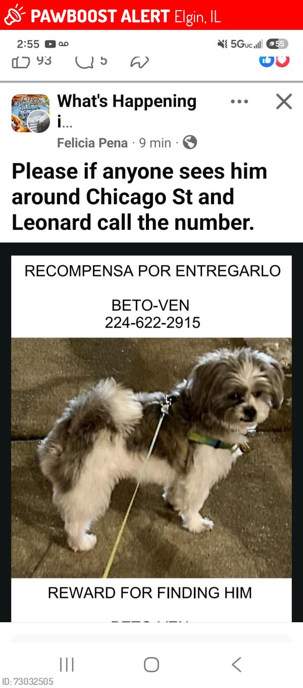 Lost Male Dog last seen W chicago st, Elgin, IL 60123