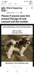 Lost Male Dog last seen W chicago st, Elgin, IL 60123