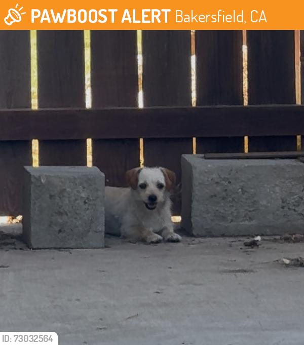 Found/Stray Unknown Dog last seen Near Christy Ave, Bakersfield, CA 93312