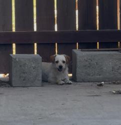 Found/Stray Unknown Dog last seen Near Christy Ave, Bakersfield, CA 93312