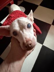 Found/Stray Male Dog last seen Allenwick, Maryville, TN 37801